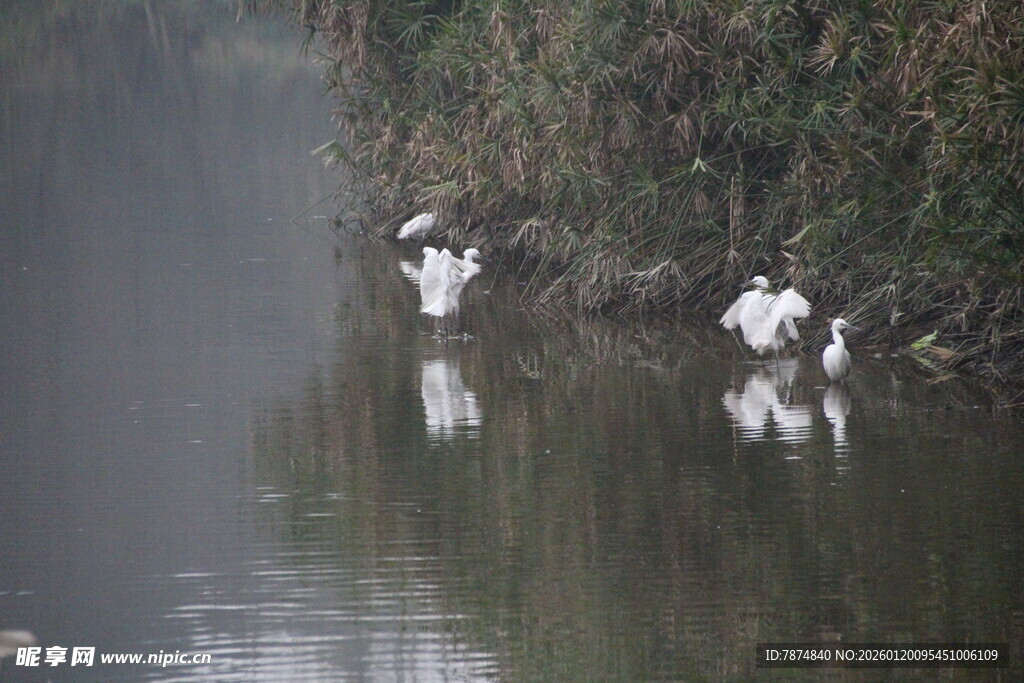 雾中河畔的优雅白鹭
