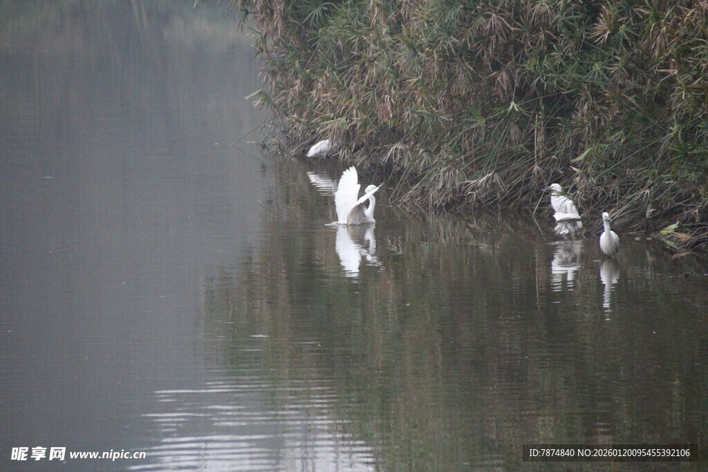 水边鹭鸟栖息的静谧画面