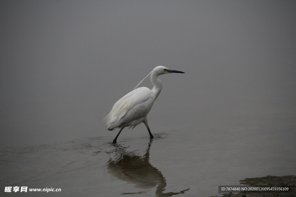 白鹭漫步于水边