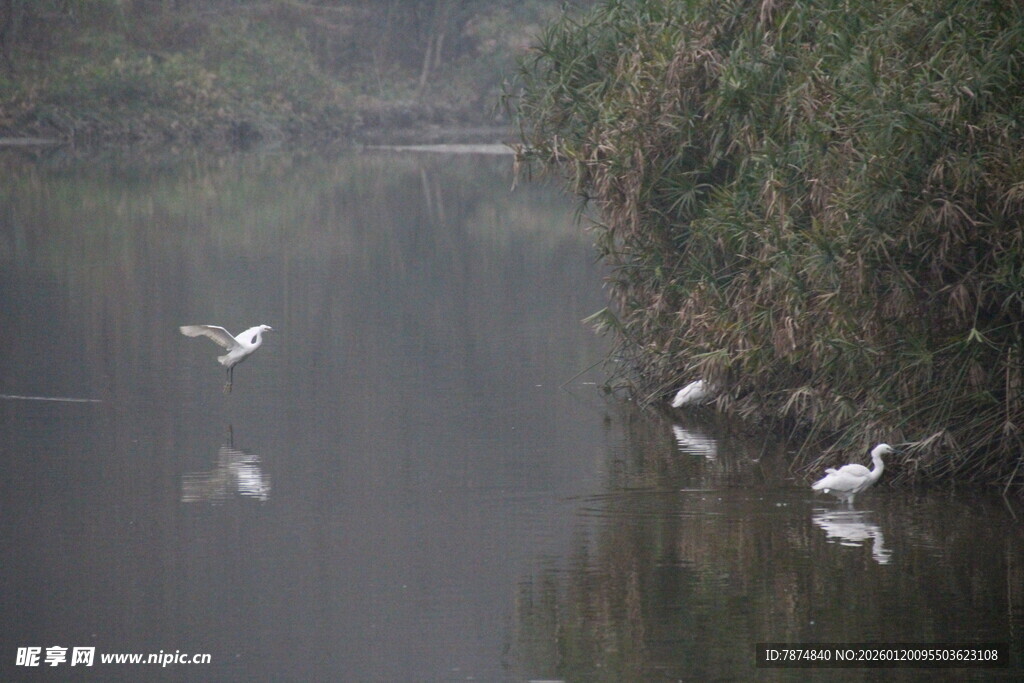 河畔白鹭嬉戏图