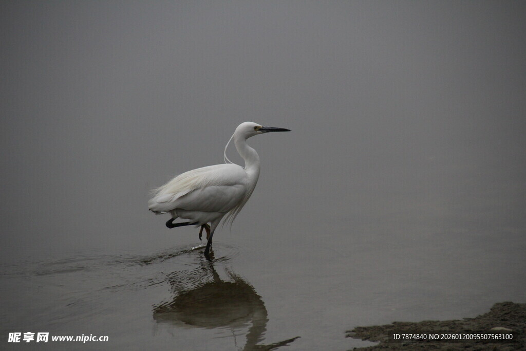 雾中白鹭独立浅滩
