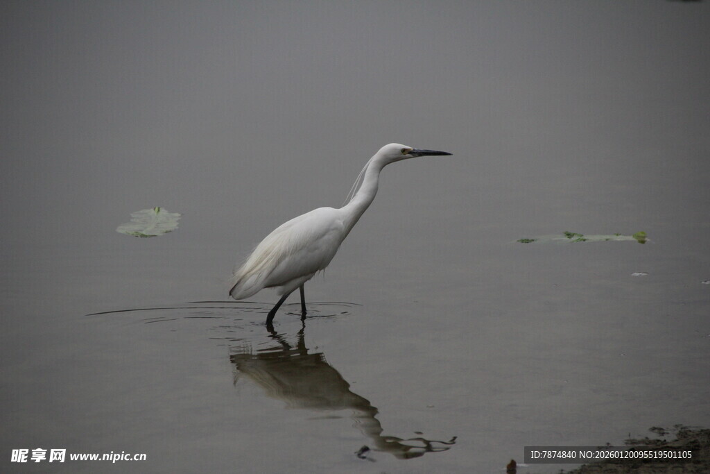 白鹭立于水边