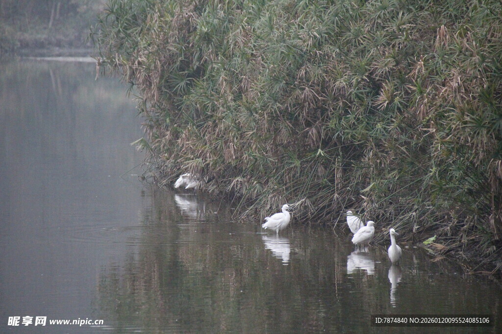 河畔白鹭临水而立
