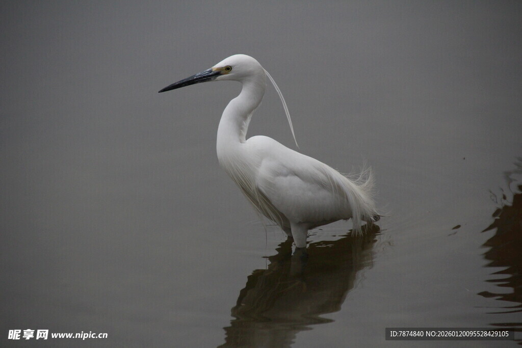 水中白鹭