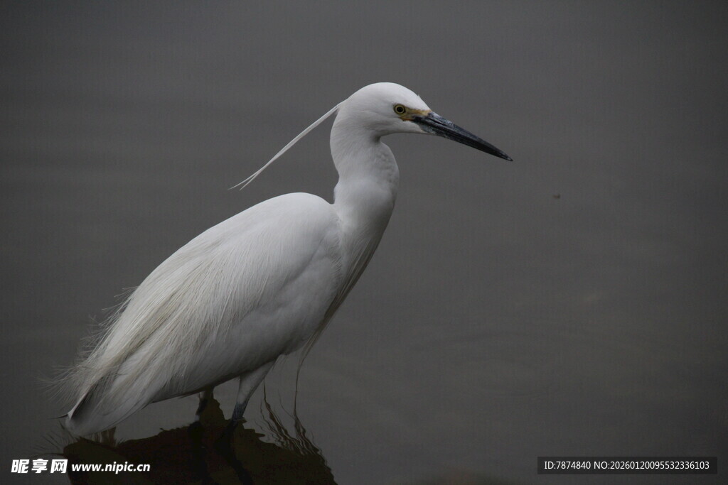 水边伫立的白色鹭鸟