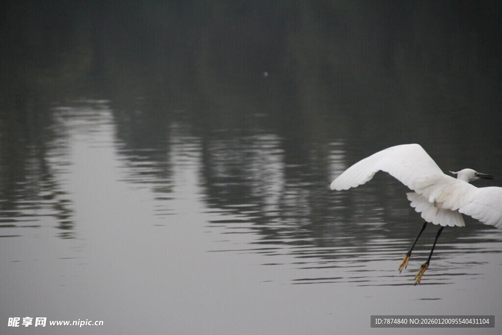白鹭水面展翅瞬间