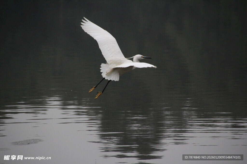 白鹭掠水展翅飞翔