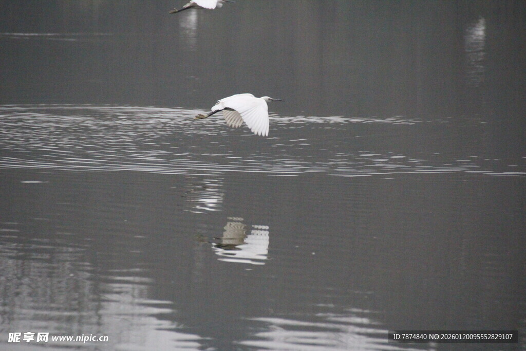 白鹭于水面优雅飞翔