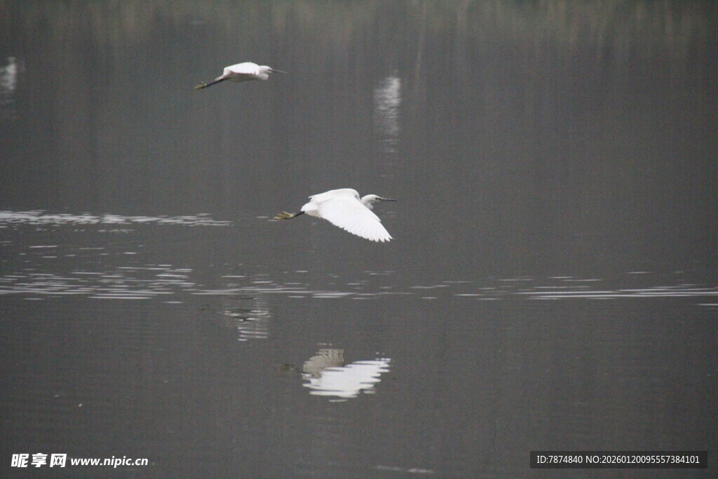 白鹭于水面优雅飞翔