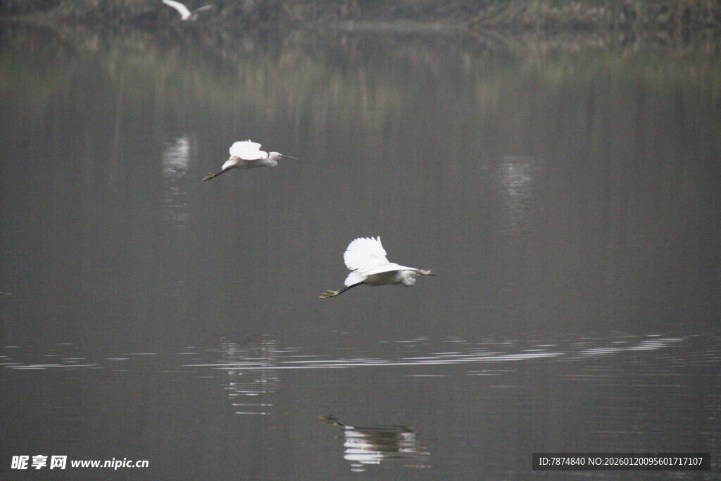 白鹭于湖面优雅飞翔