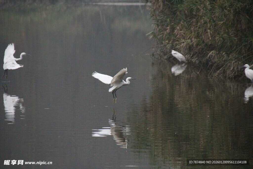 白鹭于水面优雅飞舞