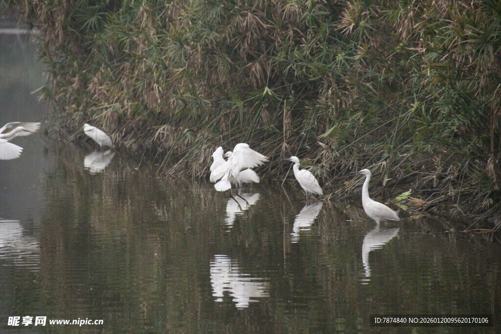 水边白鹭群 倒影相映成趣