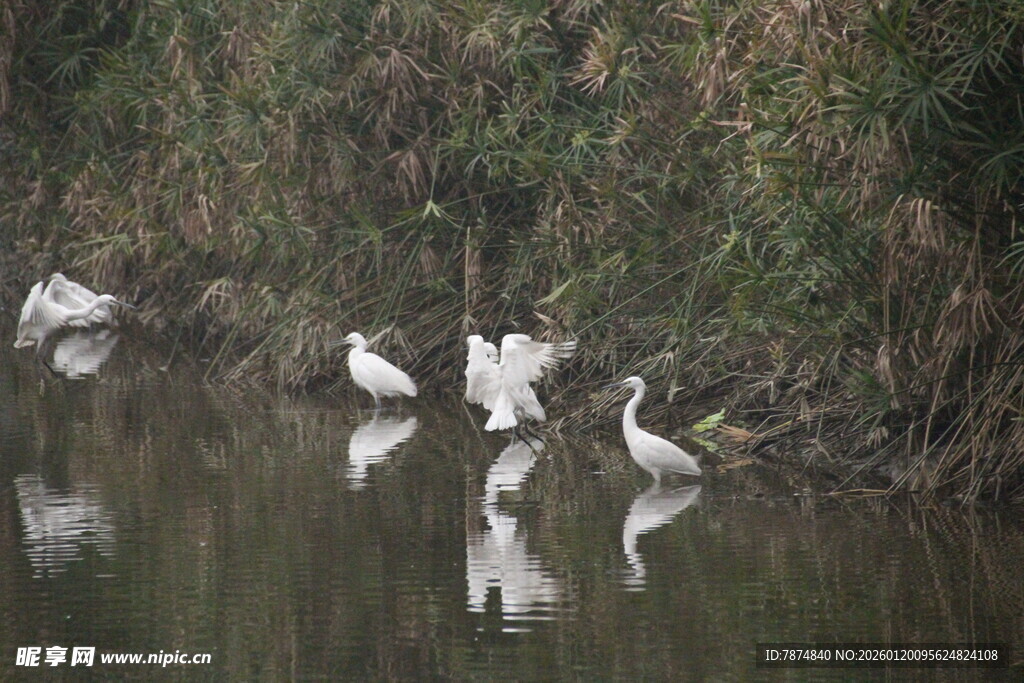 水边白鹭栖息景象