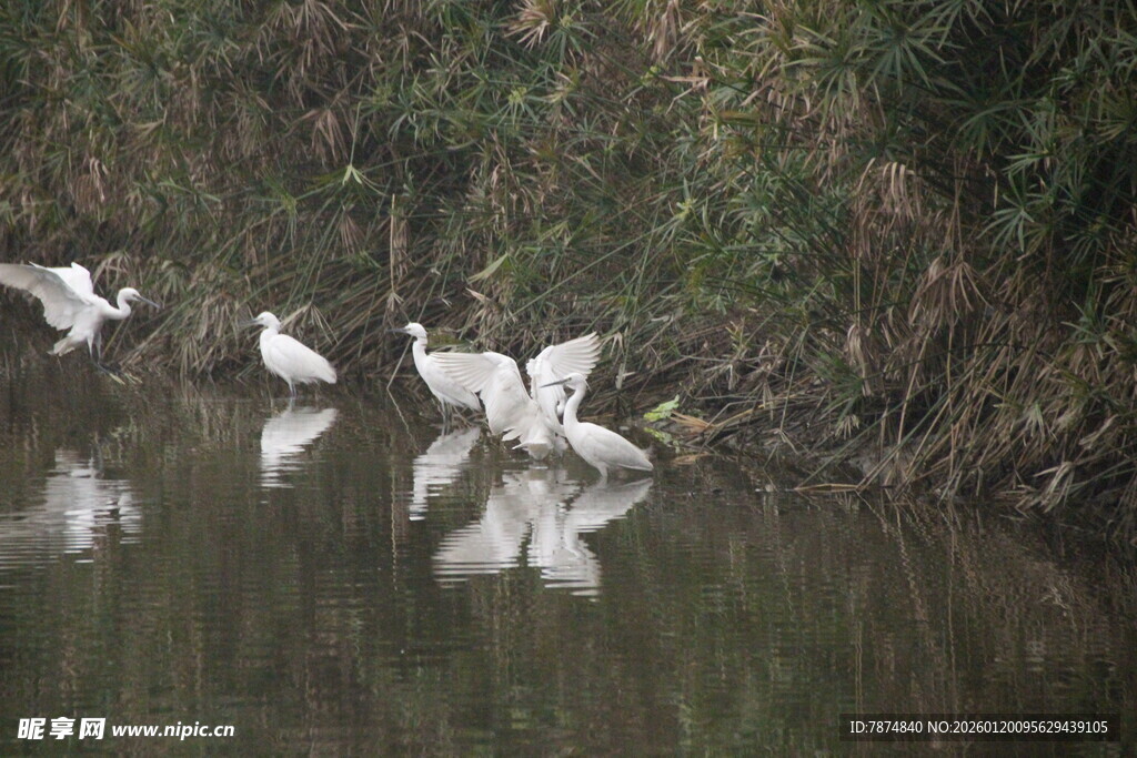 水边白鹭嬉戏图
