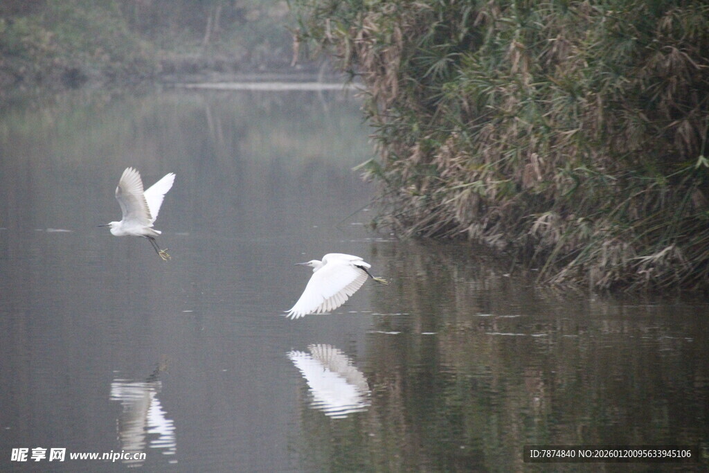 河畔白鹭静立水中倒影
