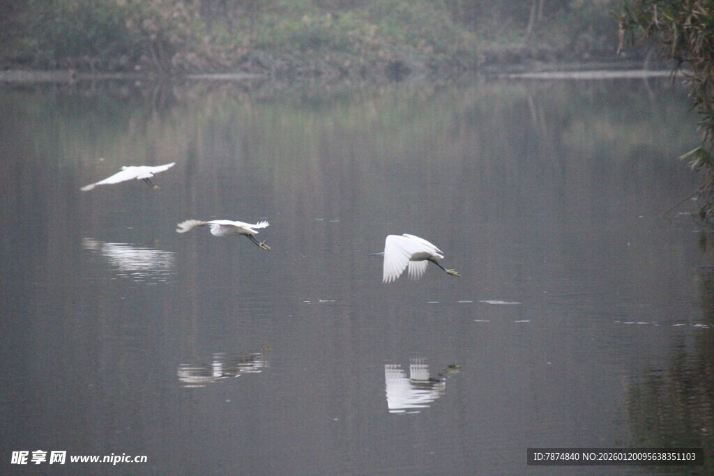 湖面上飞翔的白色鸟儿