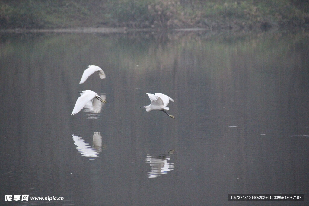 湖面上飞翔的白色鸟儿