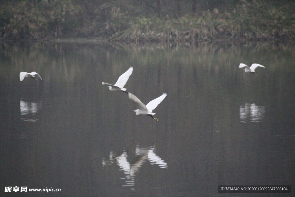 湖面上飞翔的优雅白鹭