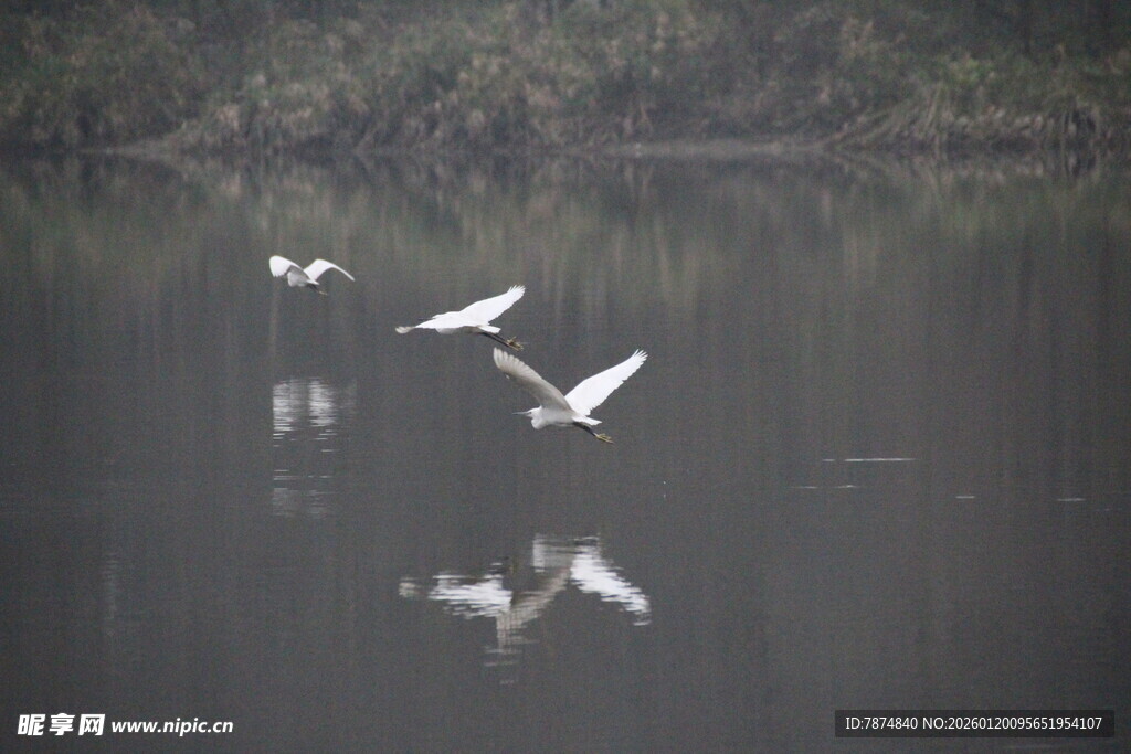 白鹭于湖面优雅飞翔
