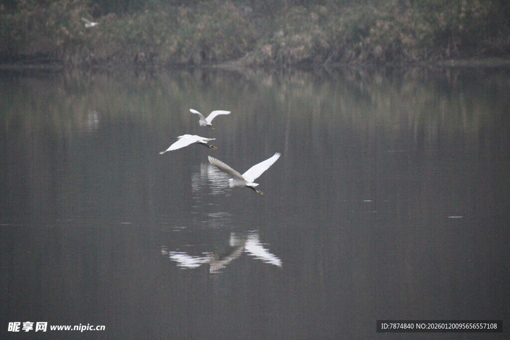 水面飞鸟倒影如画