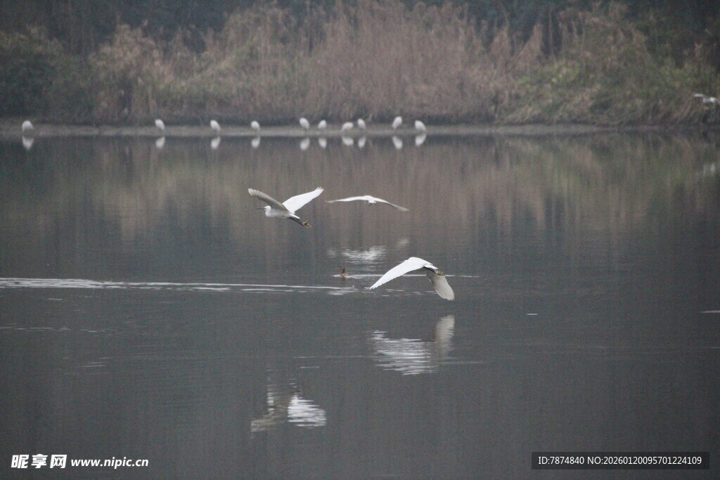 湖面飞鸟倒影美丽瞬间