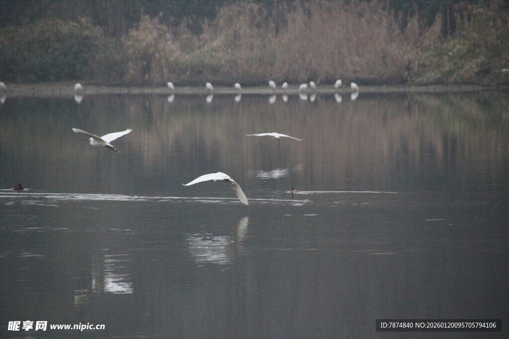 湖畔飞鸟 静谧自然之景