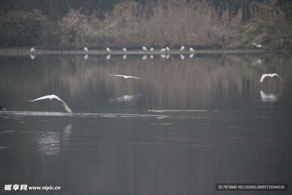 湖面上飞翔的一群白色鸟儿