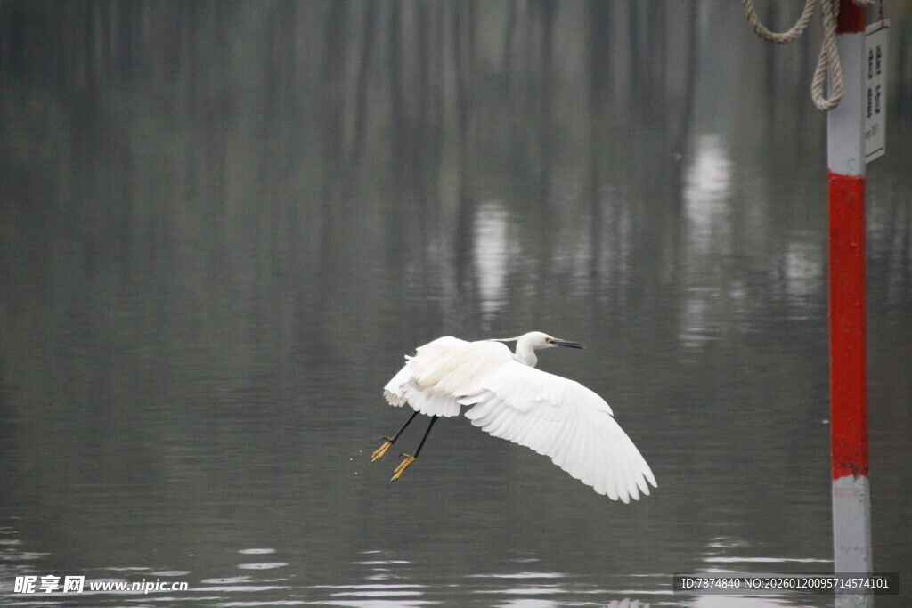 白鹭于水边轻盈展翅