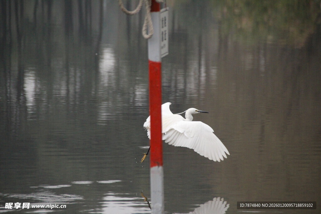 白鹭栖息于水中标志杆上