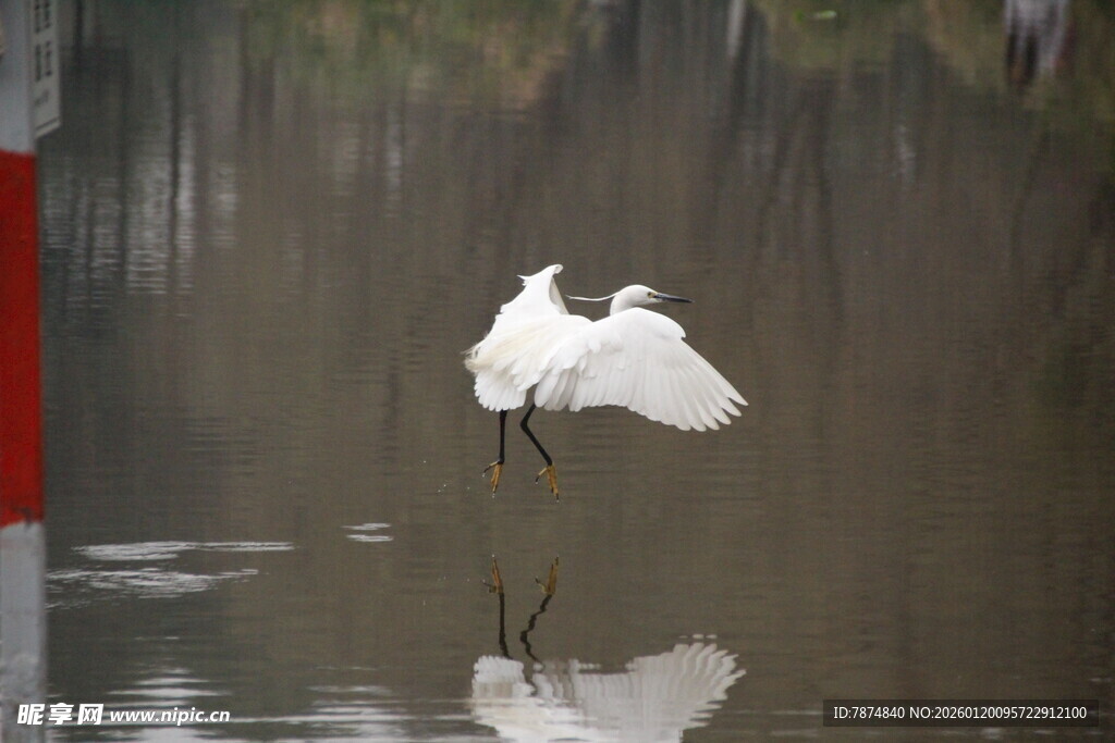 白鹭于水面优雅展翅