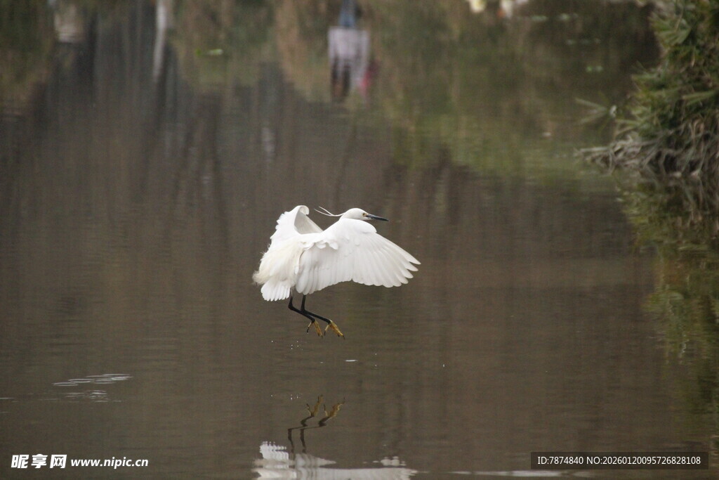 白鹭于水田中展翅飞翔
