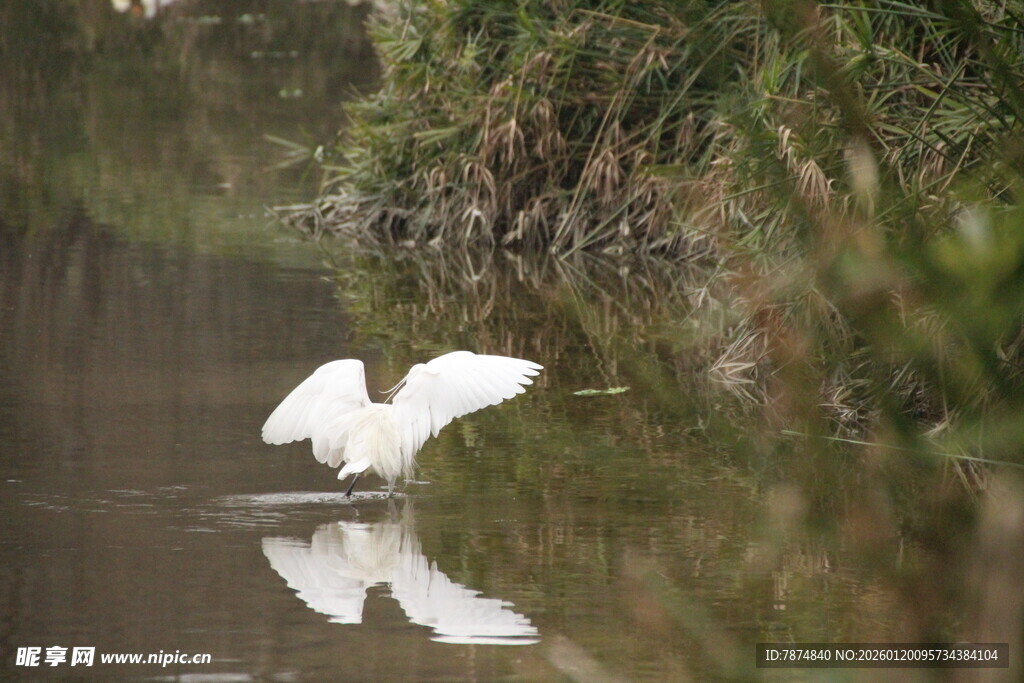 白鹭于水边优雅展翅