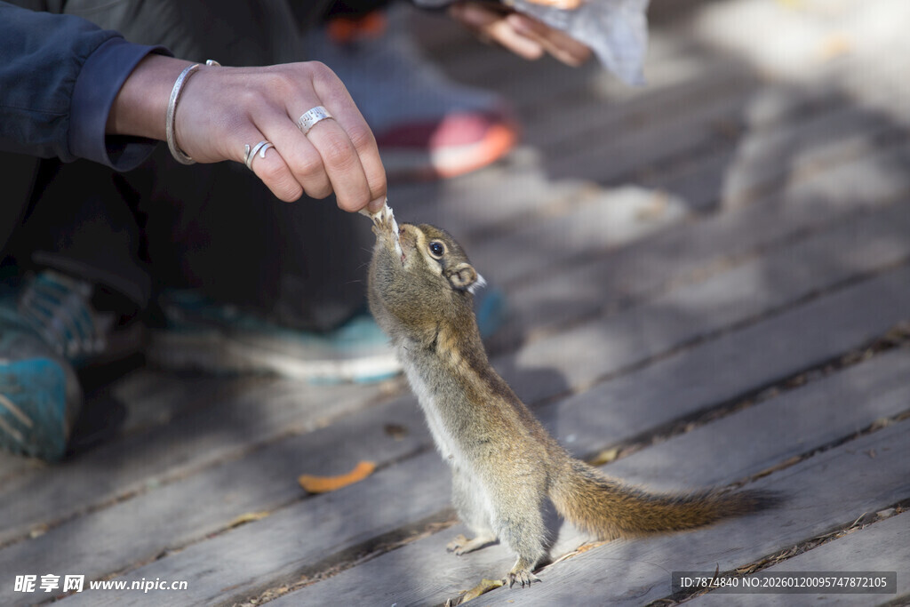 人喂松鼠互动温馨瞬间