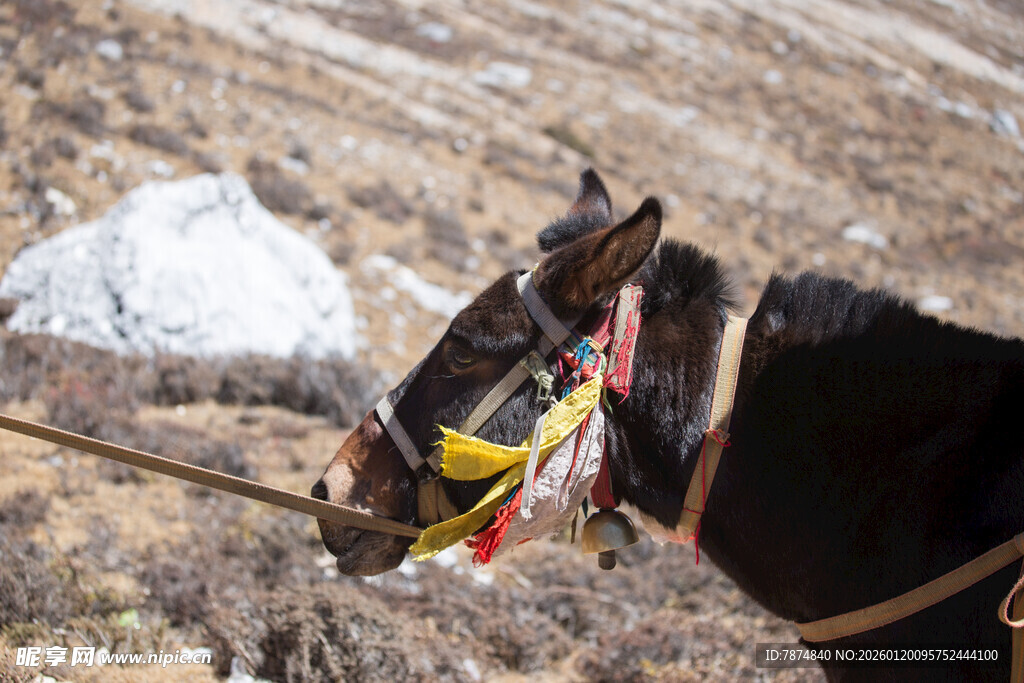 高原上的装饰马匹