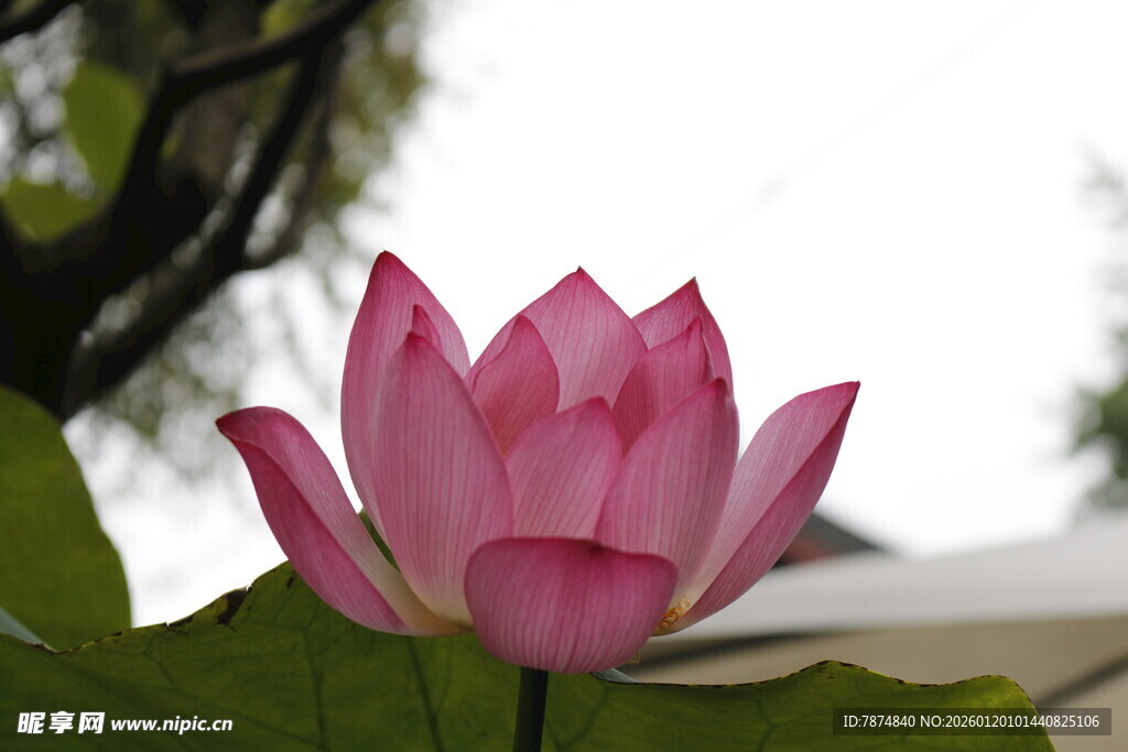 娇艳盛开的粉色荷花