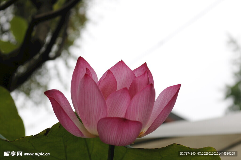 娇艳绽放的粉色荷花
