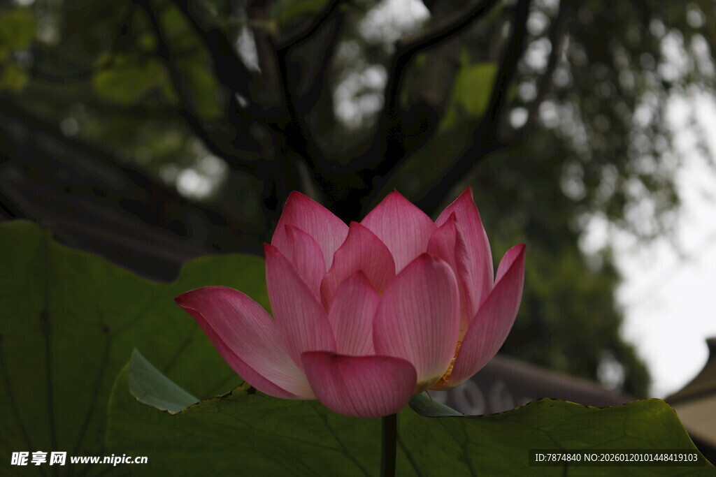 娇艳荷花绽放于绿叶间