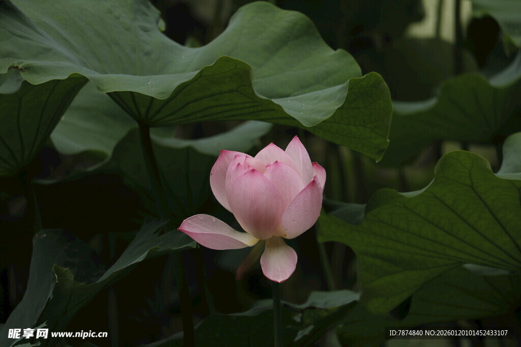 粉色荷花绽放于绿叶间