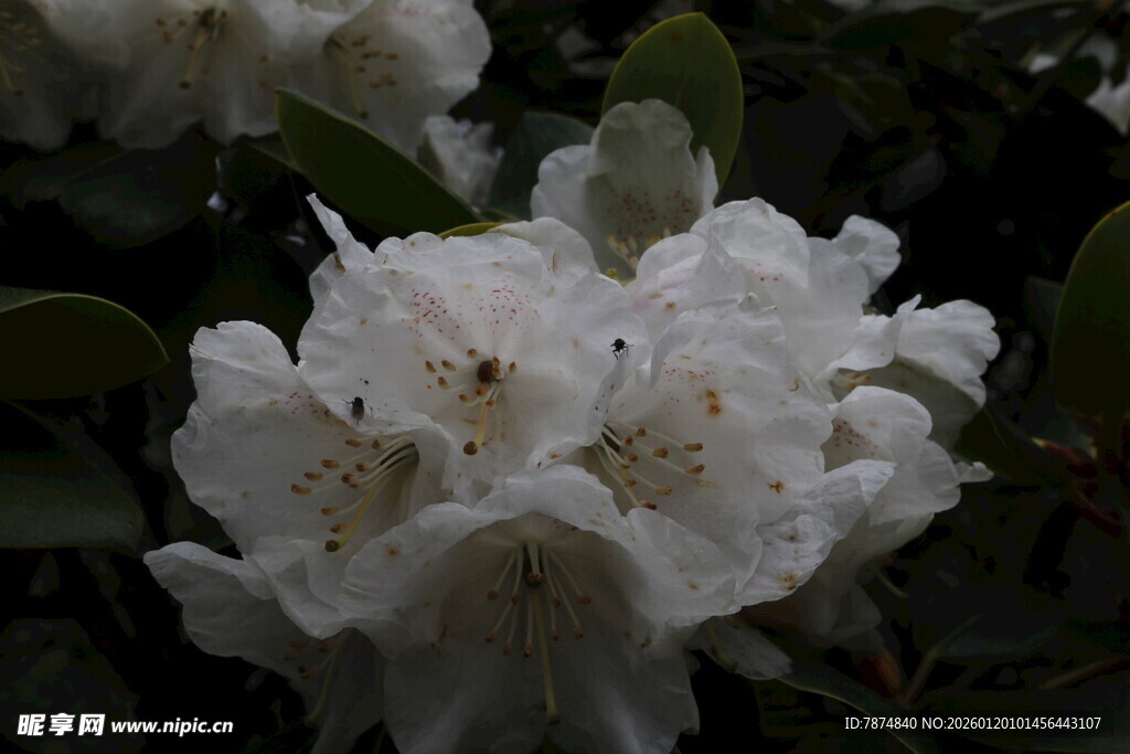 洁白盛放的美丽山茶花