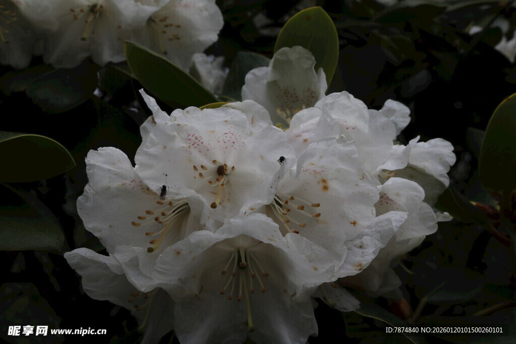 洁白绽放的美丽山茶花