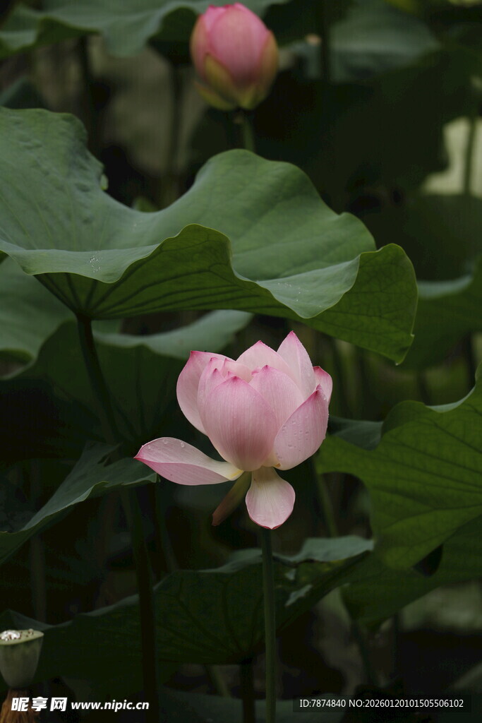 绽放的粉色荷花
