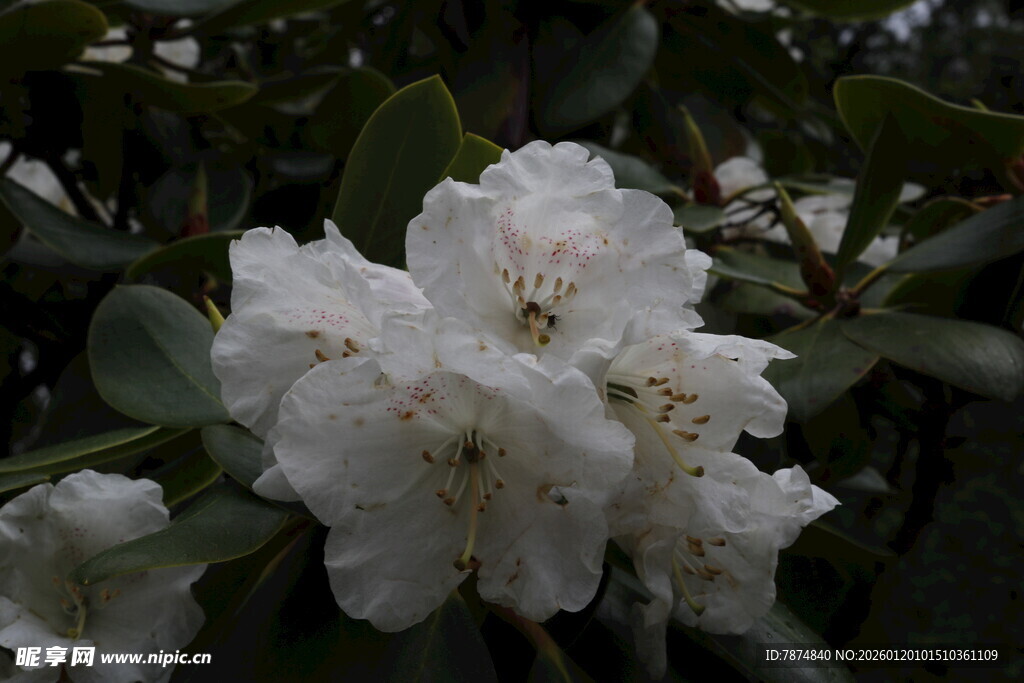 洁白杜鹃花绽放