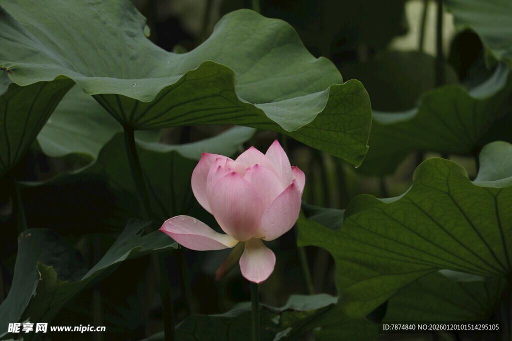 粉色荷花绽放于绿叶间