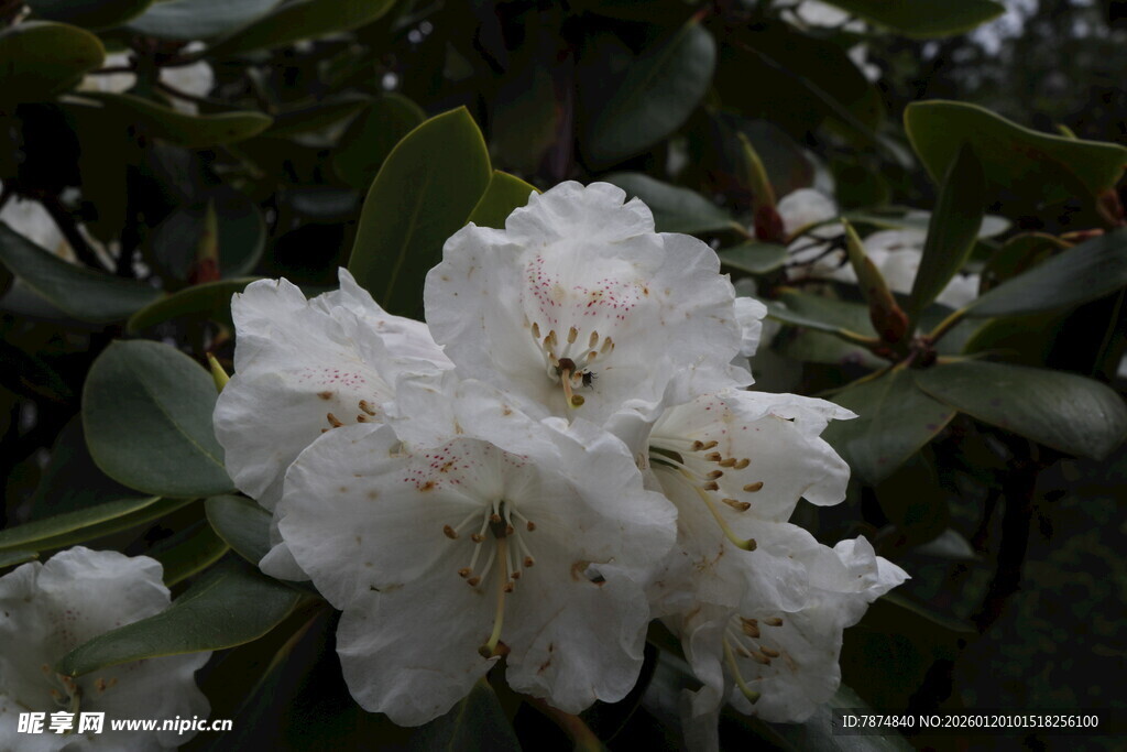 洁白绽放的美丽杜鹃花