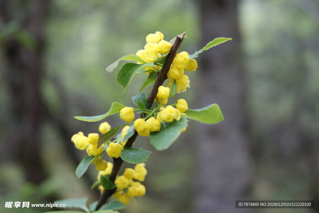 枝头黄花朵朵绽放