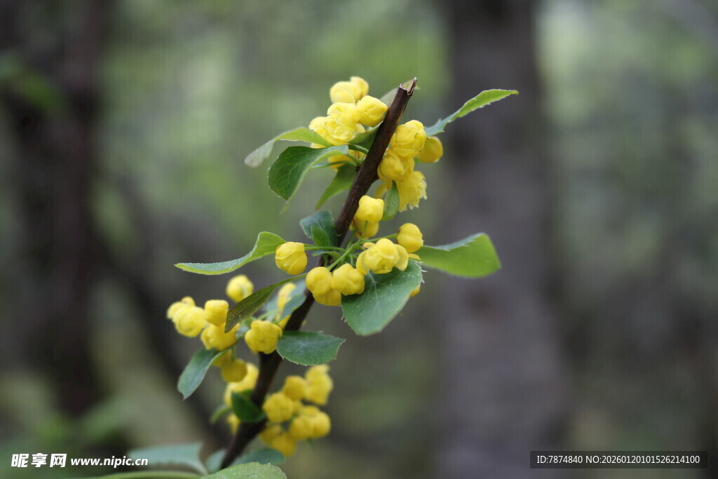 枝头绽放的黄色小花