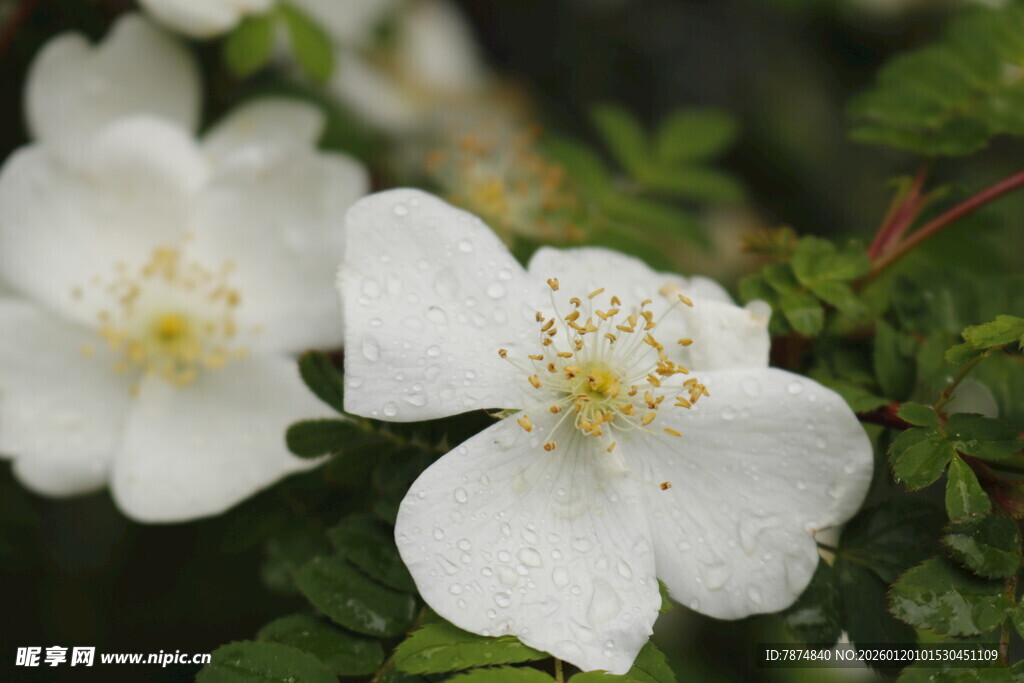 洁白野蔷薇绽放