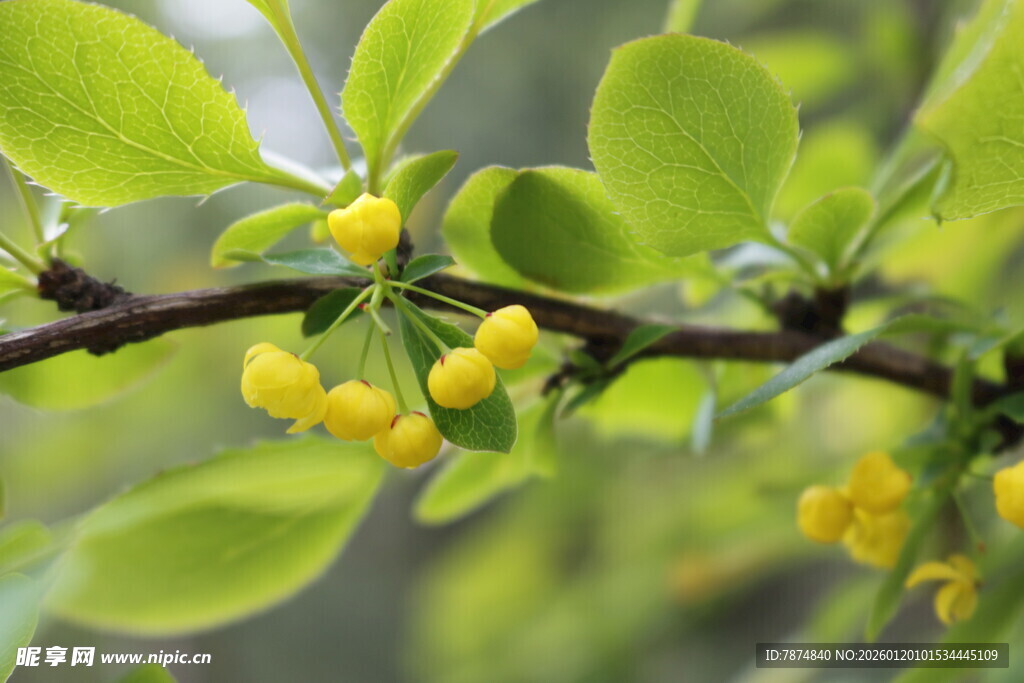 枝头黄果伴绿叶