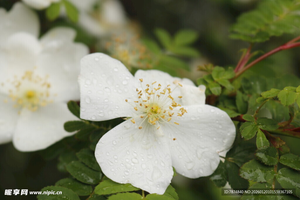 洁白野蔷薇绽放