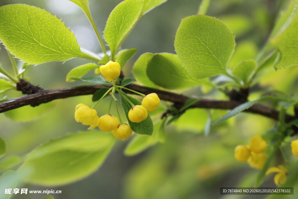 枝头黄果伴绿叶